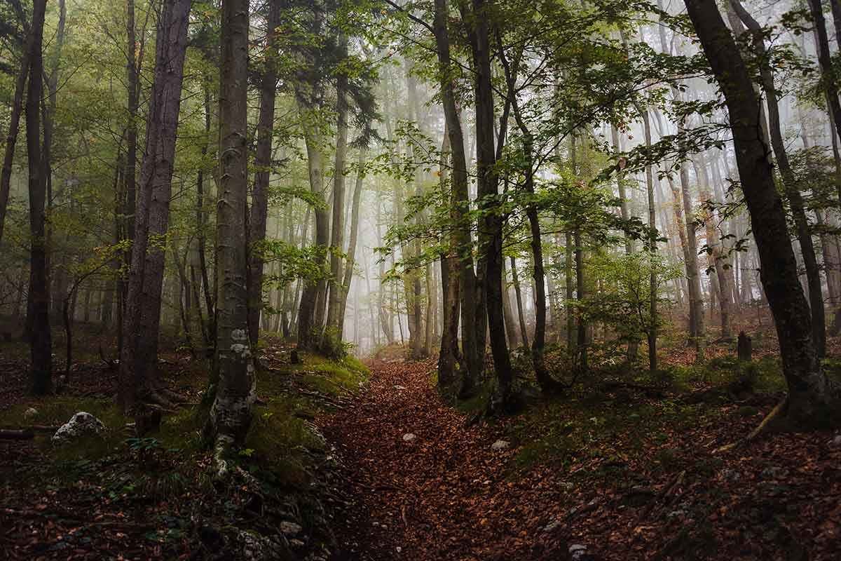 mystic-forest-on-a-foggy-day-in-autumn-2021-09-01-23-16-22-utc.jpg