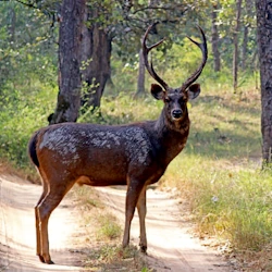 Sambar