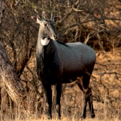 Nilgai or Blue Bull