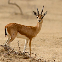 Indian Gazelle or Chinkara