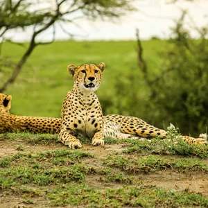 Cheetahs in Kuno National Park: A Tourist Hotspot