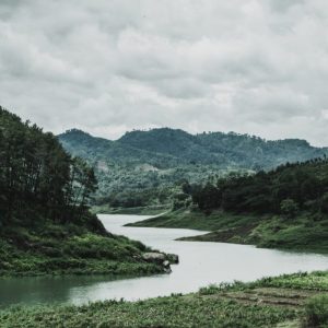green-grass-field-kuno-forest